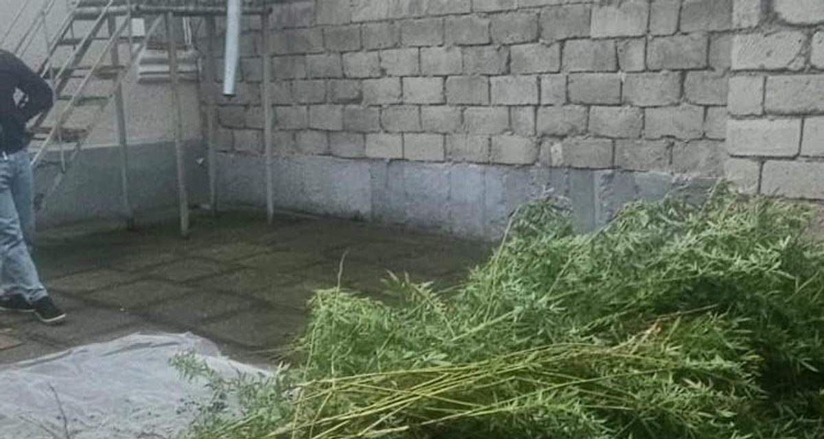На огороде жителя Шалушки нашли 260 кустов конопли